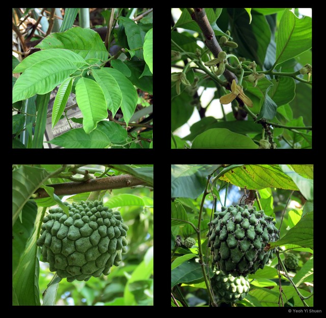 Annona squamosa • © Yeoh Yi Shuen • All Rights Reserved