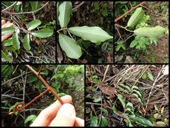 Artabotrys crassifolius Hook.f. & Thomson