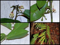 Artabotrys suaveolens (Blume) Blume