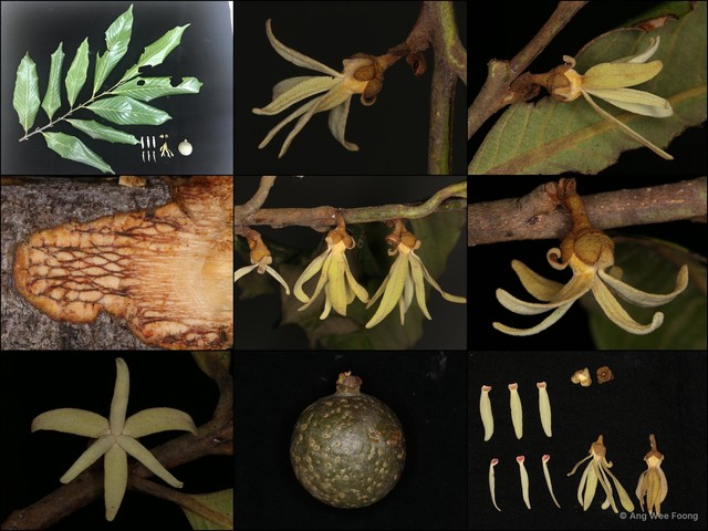 Cyathocalyx sumatranus • © Ang Wee Foong • All Rights Reserved