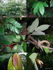 Desmos chinensis