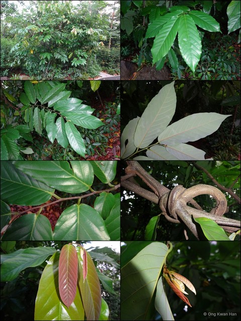 Desmos chinensis • © Ong Kwan Han • All Rights Reserved