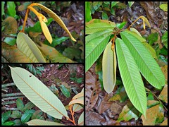 Fissistigma latifolium var. ovoideum