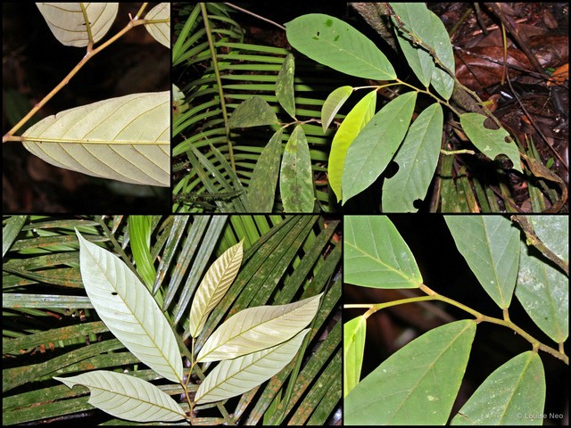 Friesodielsia biglandulosa • © Louise Neo • All Rights Reserved