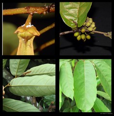 Friesodielsia borneensis (Miq.) Steenis