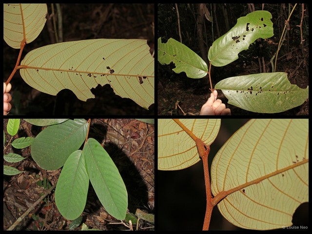 Friesodielsia latifolia • © Louise Neo • All Rights Reserved