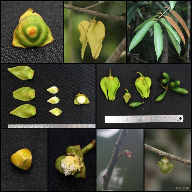 Goniothalamus malayanus • © Cerlin Ng • All Rights Reserved