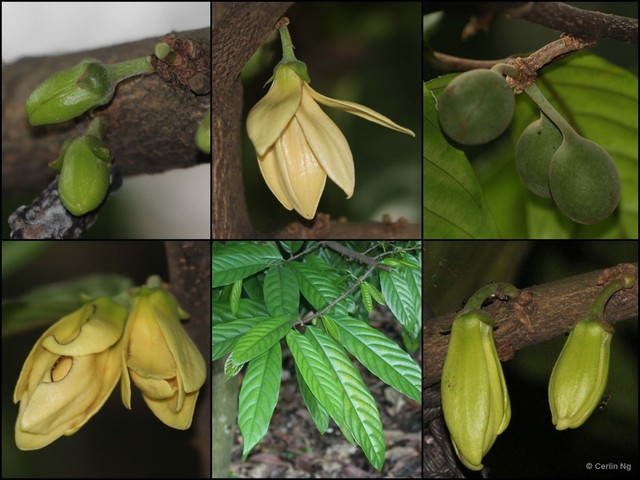 Monoon hookerianum • © Cerlin Ng • All Rights Reserved