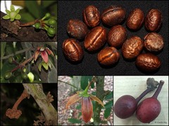 Monoon sclerophyllum Hook.f. & Thomson