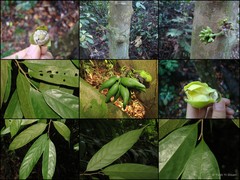 Phaeanthus ophthalmicus (Roxb. ex G.Don) J.Sinclair