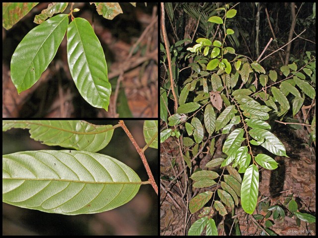 Phaeanthus ophthalmicus