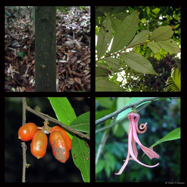 Polyalthia angustissima • © Yeoh Yi Shuen • All Rights Reserved
