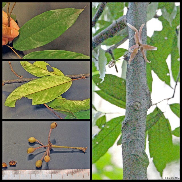 Polyalthia cauliflora • © Louise Neo • All Rights Reserved