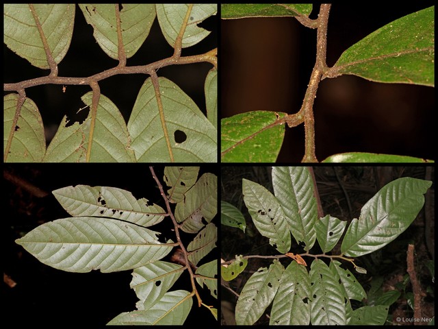 Popowia pisocarpa • © Louise Neo • All Rights Reserved