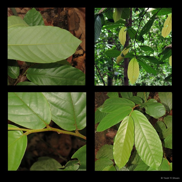 Popowia tomentosa • © Yeoh Yi Shuen • All Rights Reserved