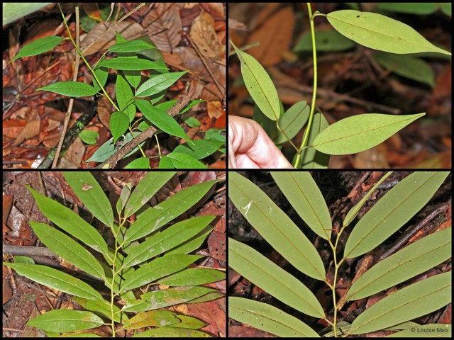 Pyramidanthe kentii • © Louise Neo • All Rights Reserved