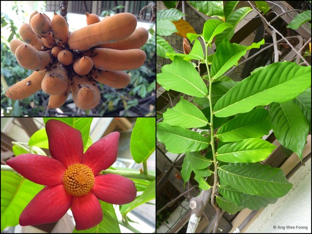 Uvaria grandiflora • © Ang Wee Foong • All Rights Reserved