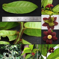 Uvaria hirsuta Jack