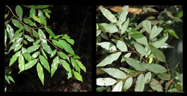 Xylopia caudata • © Yeoh Yi Shuen • All Rights Reserved