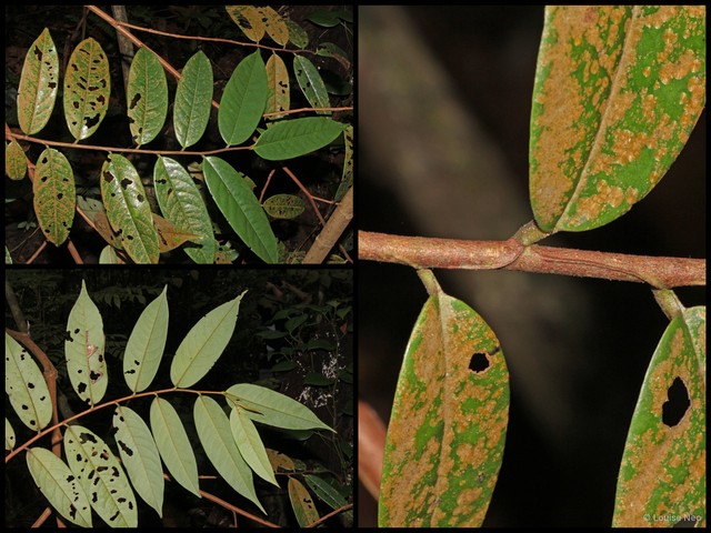 Xylopia ferruginea • © Louise Neo • All Rights Reserved