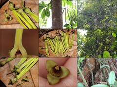 Xylopia magna Maingay ex Hook.f. & Thomson