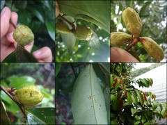 Xylopia malayana