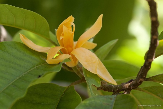 Magnolia champaca • © Marcus Ng Fu Chuan • All Rights Reserved