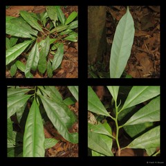 Magnolia elegans