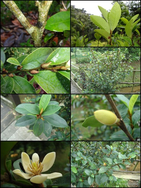 Magnolia figo • © Ong Kwan Han • All Rights Reserved