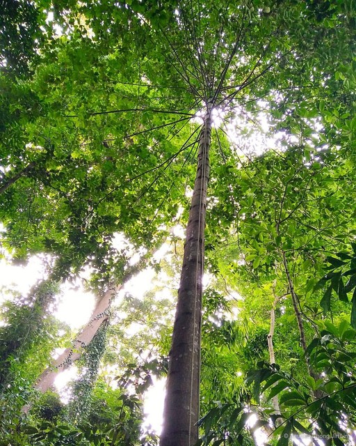 Endocomia canarioides • © Reuben Chong Jin Lim • All Rights Reserved