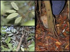 Gymnacranthera farquhariana