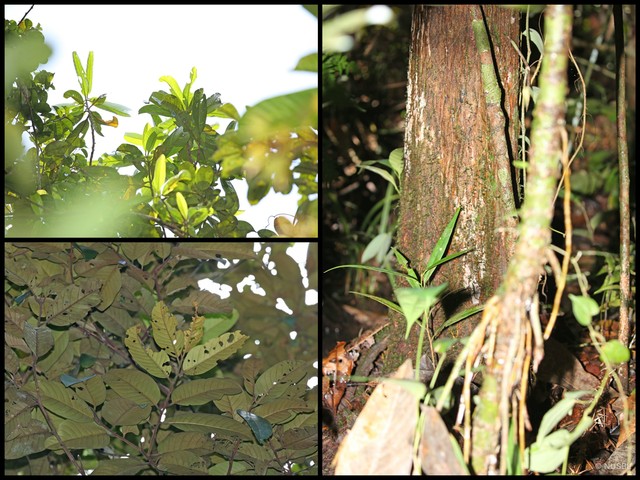 Horsfieldia crassifolia • © NUSBL • All Rights Reserved