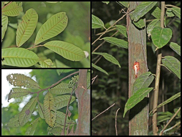 Horsfieldia punctatifolia • © Louise Neo • All Rights Reserved