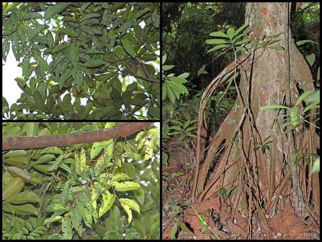 Horsfieldia polyspherula var. sumatrana • © NUSBL • All Rights Reserved