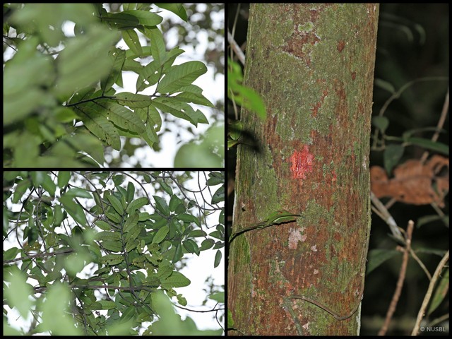 Horsfieldia wallichii • © NUSBL • All Rights Reserved