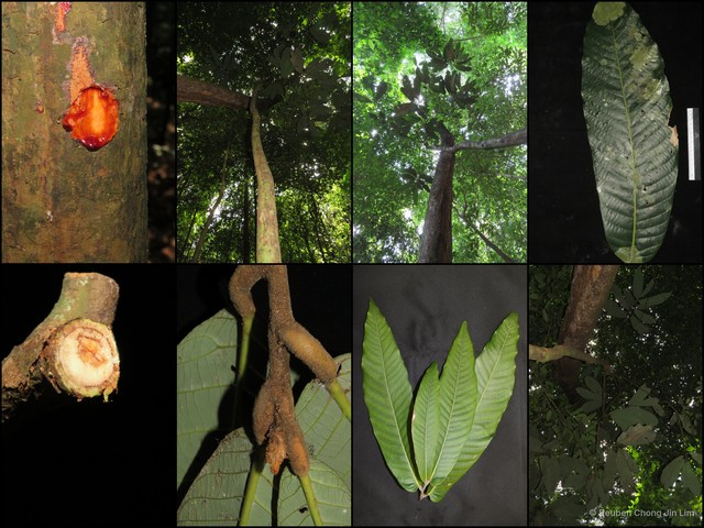 Knema furfuracea • © Reuben Chong Jin Lim • All Rights Reserved