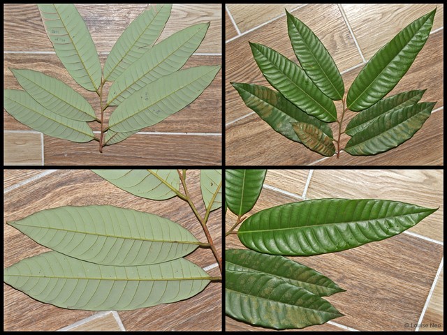 Knema glaucescens • © Louise Neo • All Rights Reserved