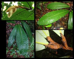 Knema hookeriana