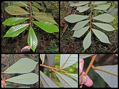 Knema laurina