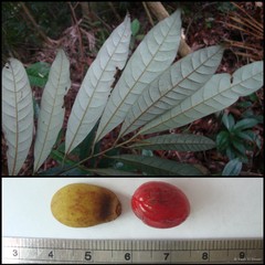 Knema malayana