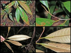 Myristica cinnamomea