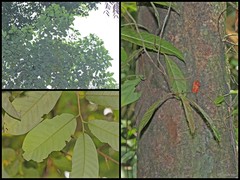 Myristica elliptica