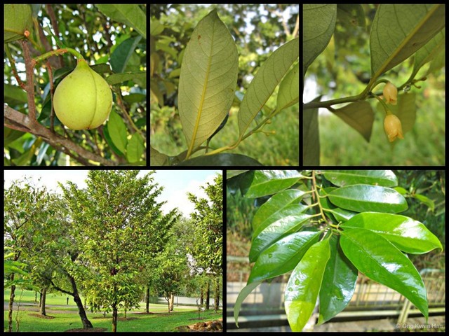 Myristica fragrans • © Ong Kwan Han • All Rights Reserved
