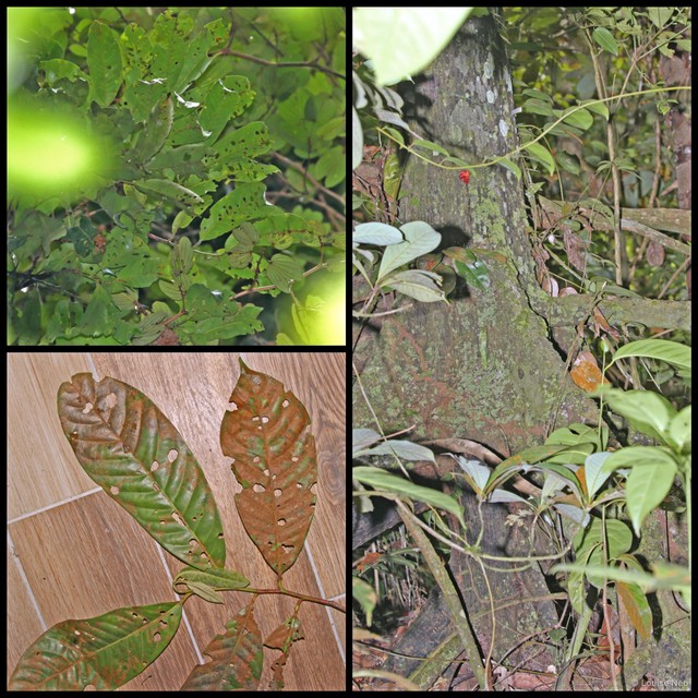 Myristica lowiana • © Louise Neo • All Rights Reserved