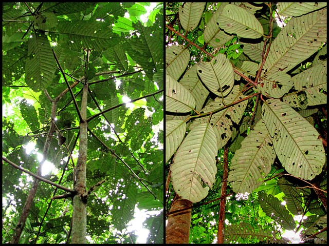 Myristica maxima • © Tony O'Dempsey • All Rights Reserved