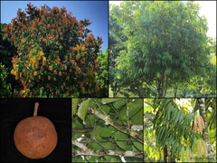 Hydnocarpus castaneus Hook.fil. & Thomson
