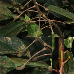 Ryparosa fasciculata