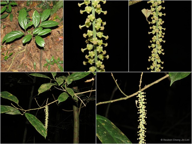 Ryparosa hullettii • © Reuben Chong Jin Lim • All Rights Reserved