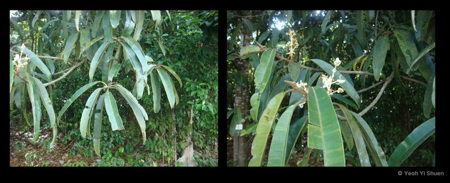Calophyllum lanigerum var. austrocoriaceum • © Yeoh Yi Shuen • All Rights Reserved
