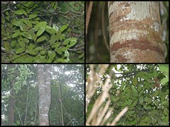 Calophyllum ferrugineum